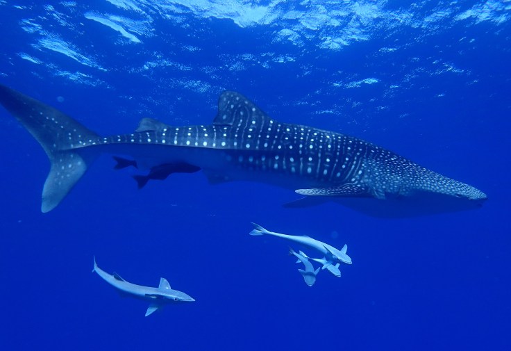Une mention particulière a EASYTahiti , qui en prenant en charge notre voyage a surpassé tout ce que l’on peut s’attendre sur les choix si variés